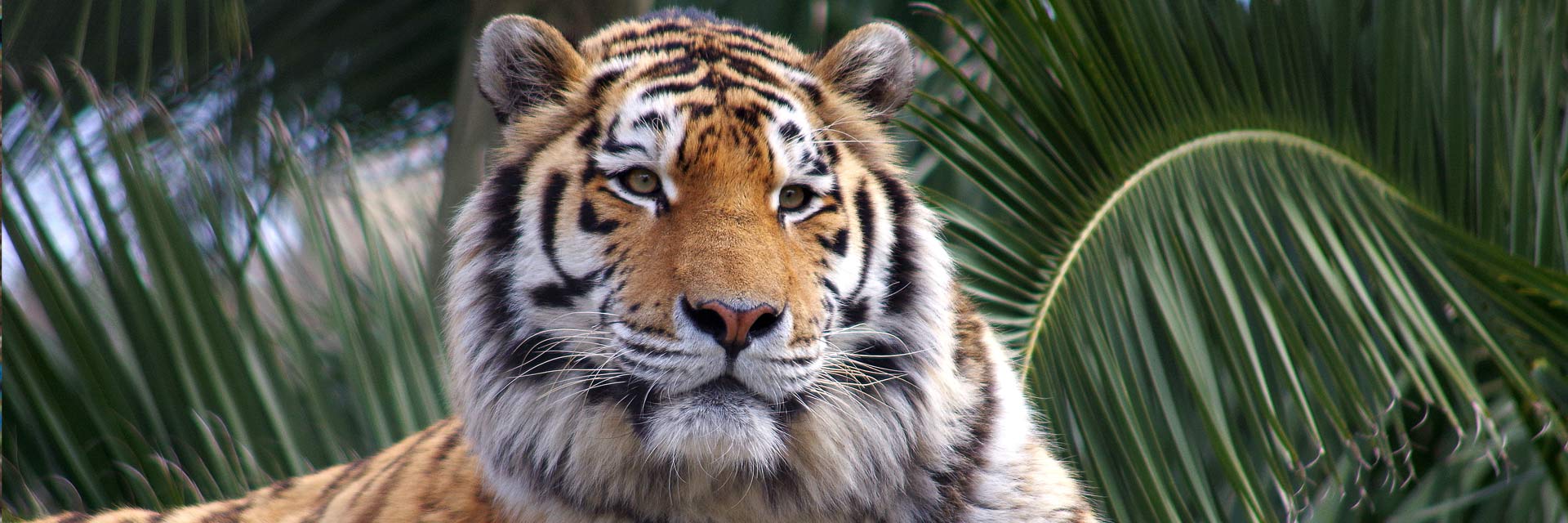 Tigre sobre tronco, com vegetação ao fundo.