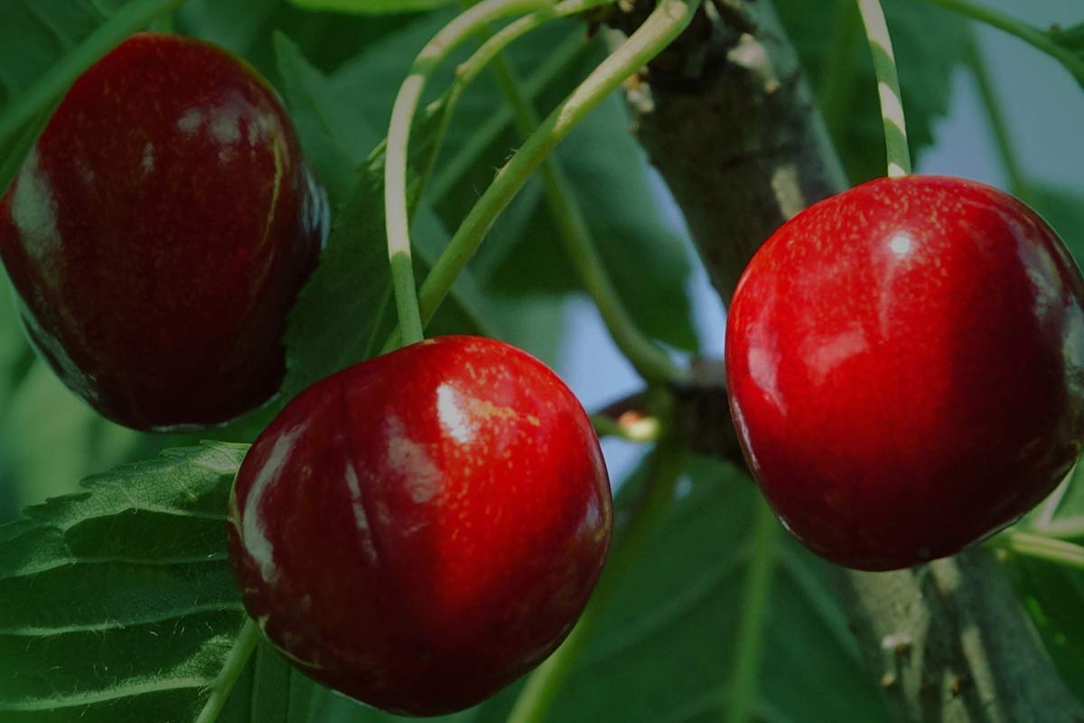 Três cerejas penduradas num galho com fundo de folhas.
