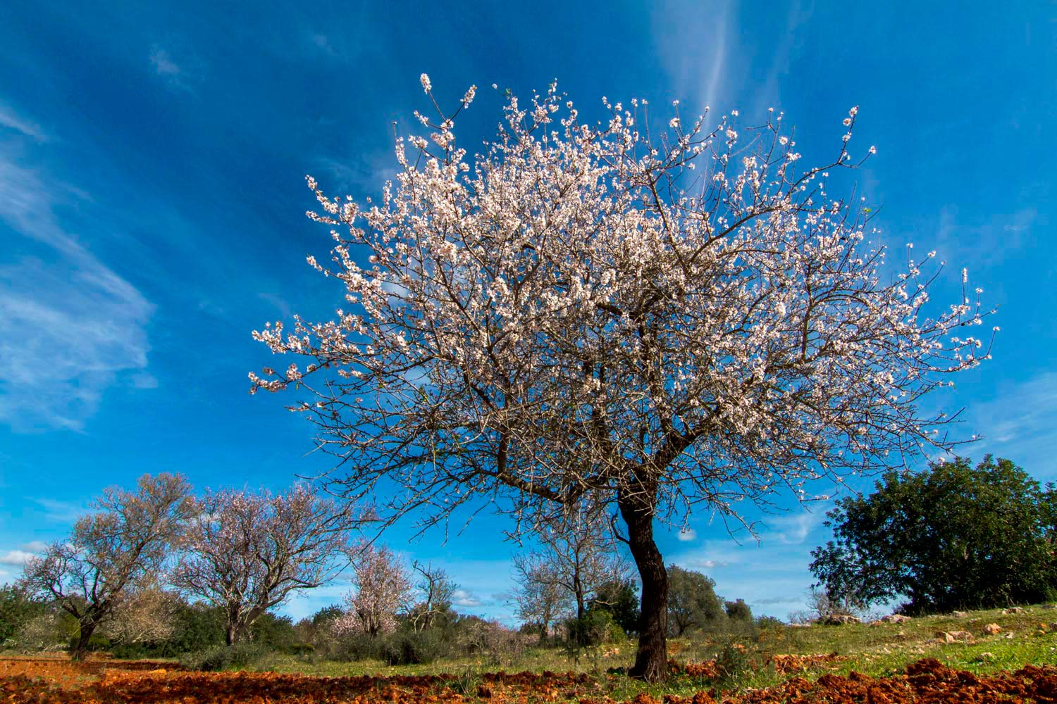 Amendoeira em flor