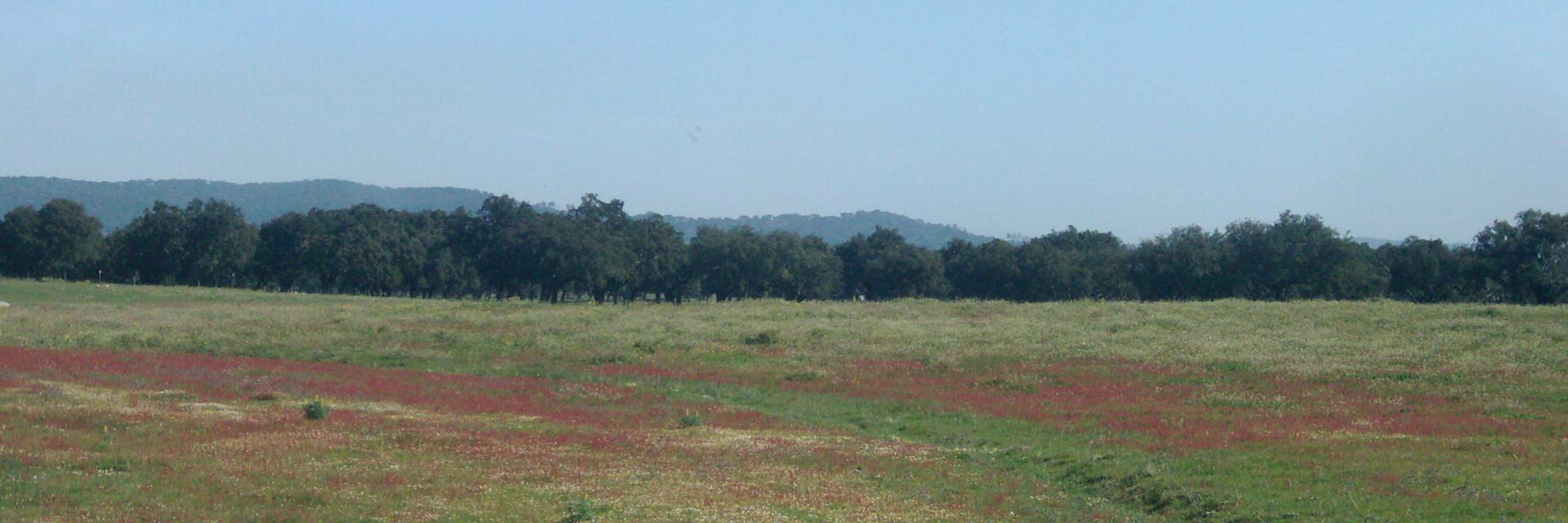 Paisagem do campo alentejano vista da janela do comboio.
