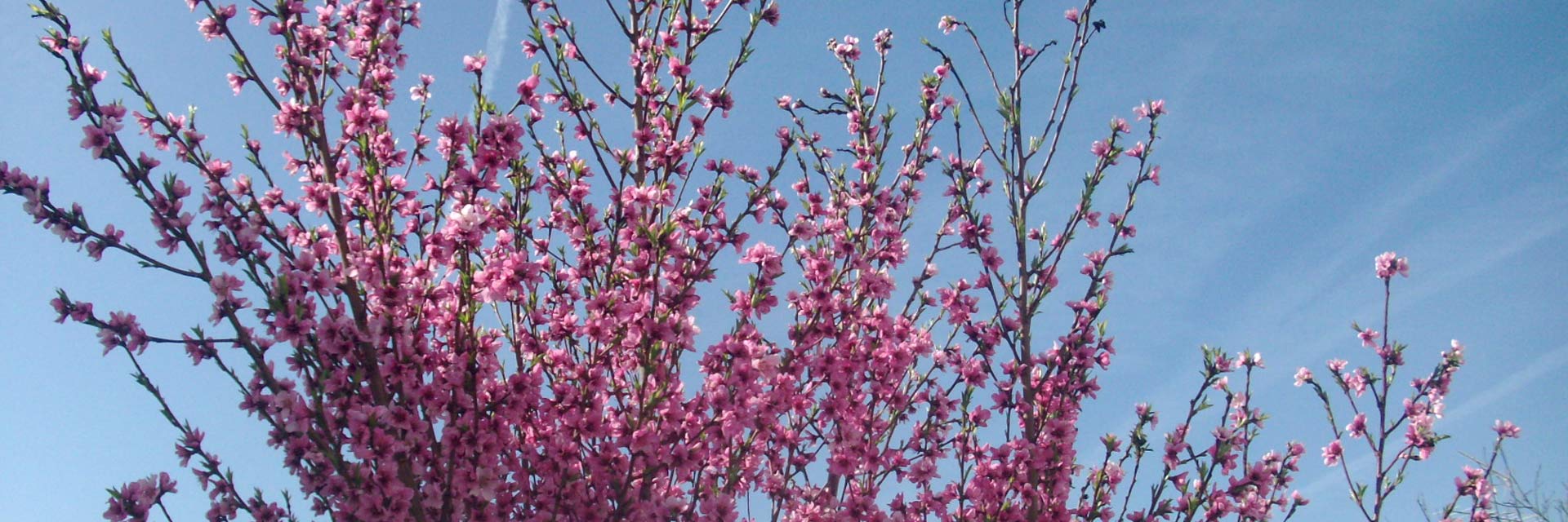 Topo de um pessegueiro com flores em tons de rosa.