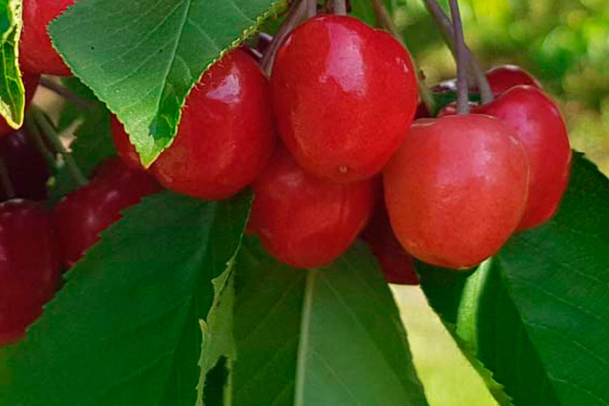 Cachos de cerejas