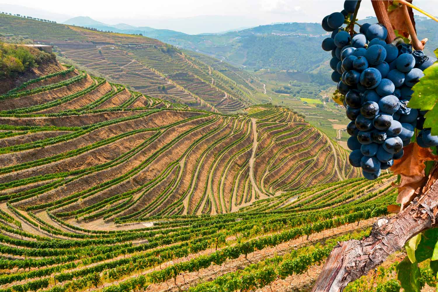 Paisagem na região do Douro  com os socalcos e em primeiro plano uma cacho de uvas escuras, com folhas.
