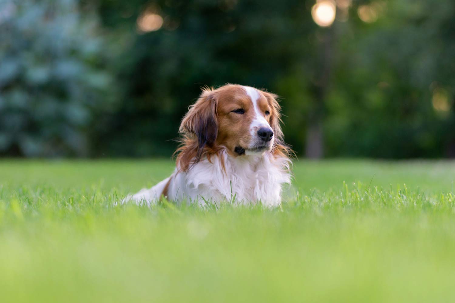Cão deitado na relva